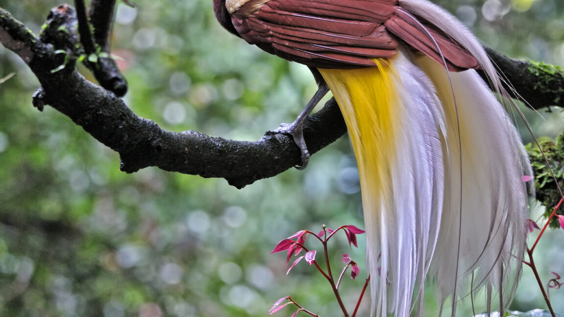 Flashy exotic birds can actually glow in the dark