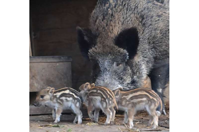 Decoding emotions in seven hoofed species with AI