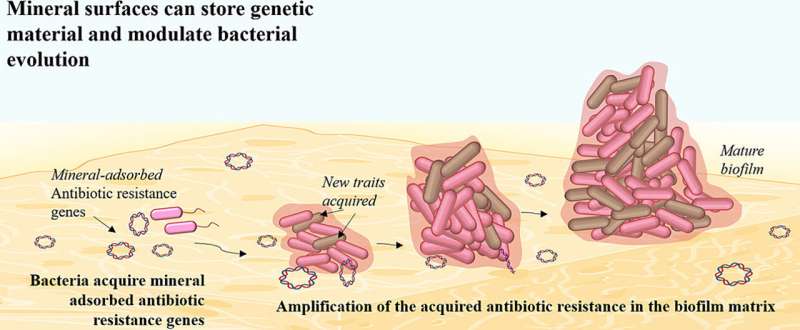 Antibiotic resistance can spread unpredictably into the environment, living on mineral surfaces