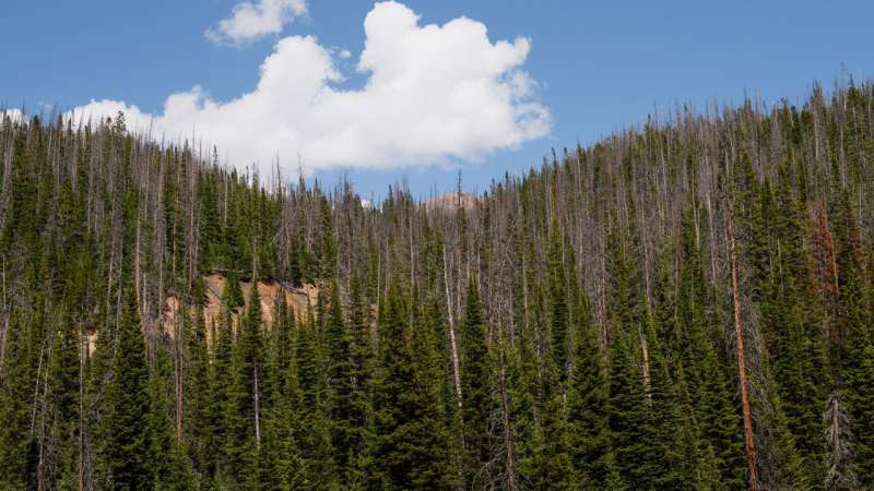 Colorado forests are releasing more carbon than they capture each year