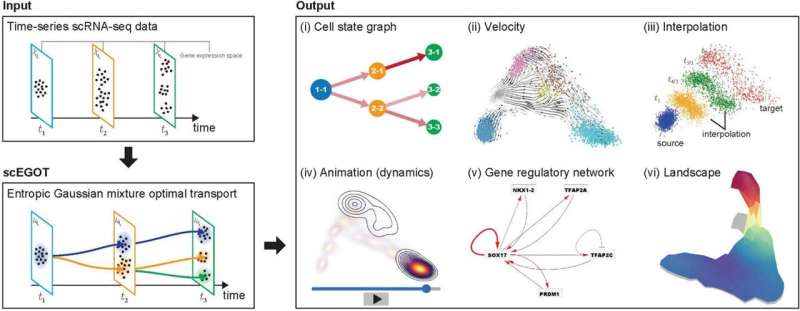 Computational tool maps cell differentiation with precision and efficiency