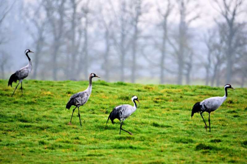 Global warming makes French reservoir a winter resort for migrating cranes