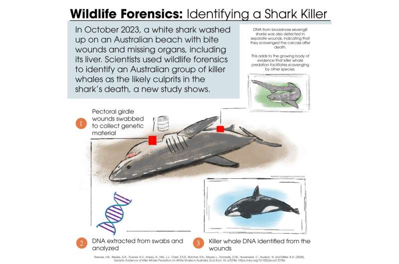 Genomic evidence confirms white shark liver is on Australian killer whales’ menu