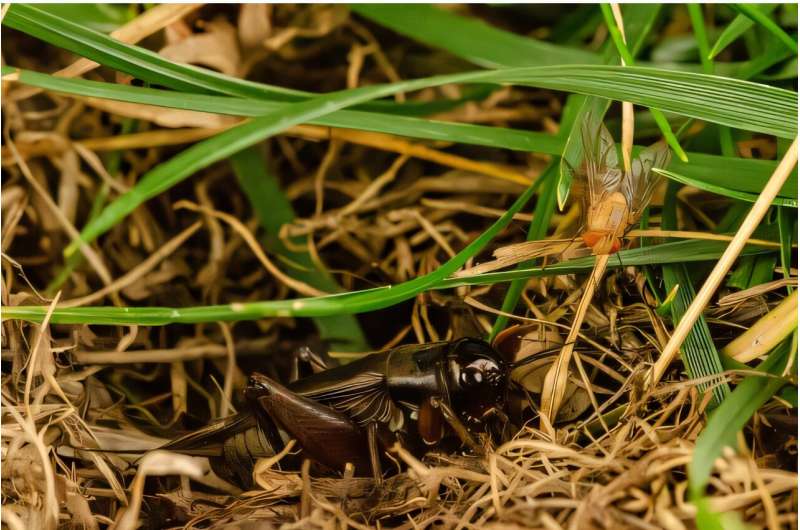 Hawaiian flies evolve enhanced hearing to track crickets