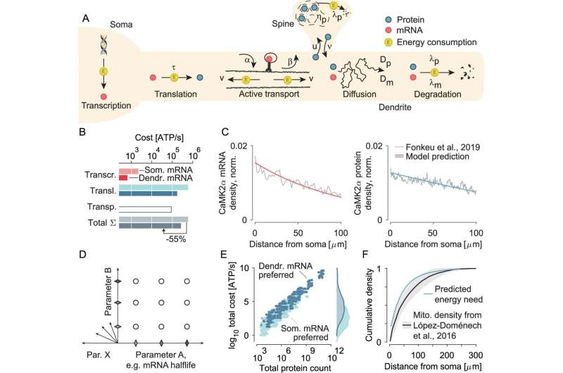 Nerve cells optimize energy by controlling mRNA and protein distribution, study finds