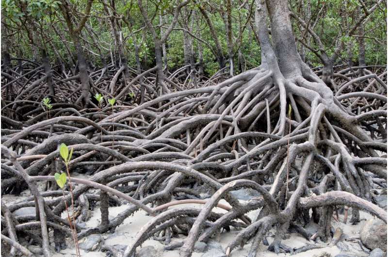 Research highlights governance and ecological challenges of mangroves in small islands