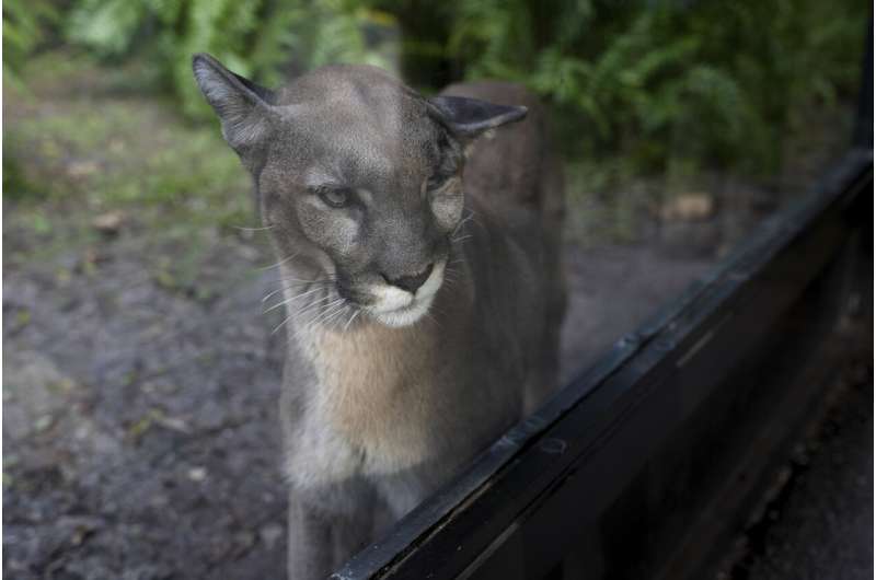 Many animals and plants are losing their genetic diversity, making them more vulnerable