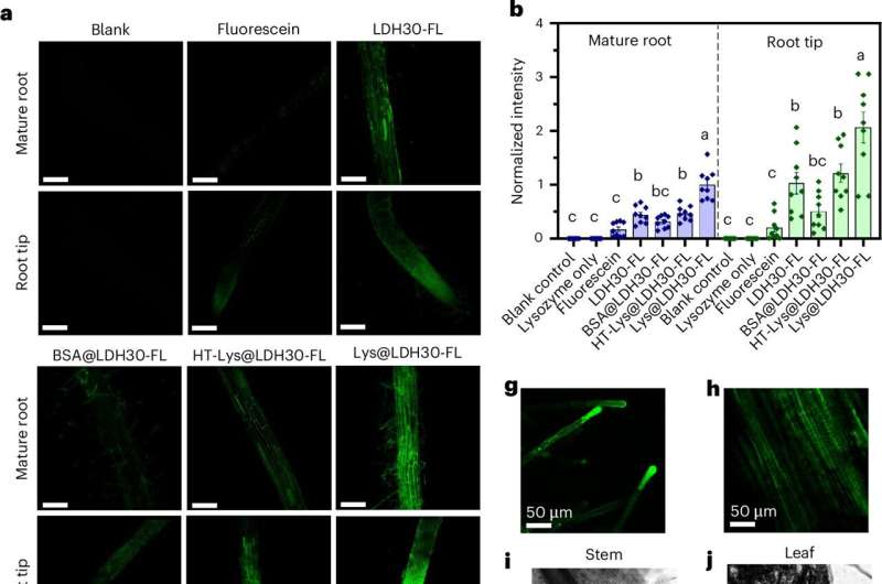 Nanoparticles successfully deliver genetic material to plants via roots