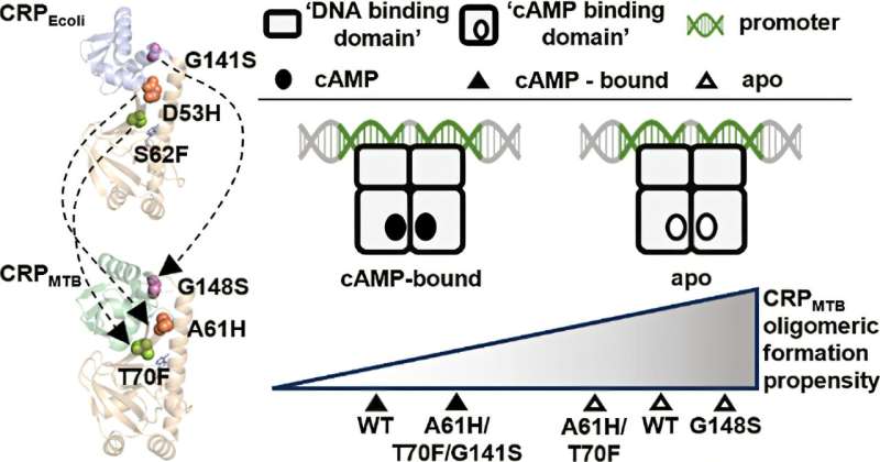 Bacterial species study challenges assumption that structural similarity predicts protein behavior