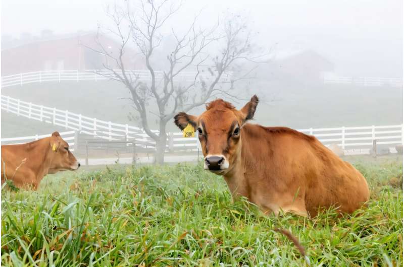 New treatment improves bovine IVF