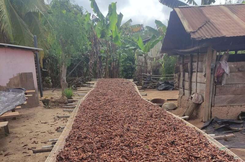 Ghana cocoa cultivation study finds sustainability certificates boost income but not biodiversity