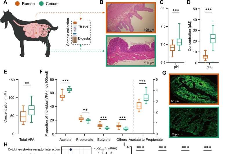 Researchers reveal microbial mechanism behind low methane emissions in ruminant hindgut