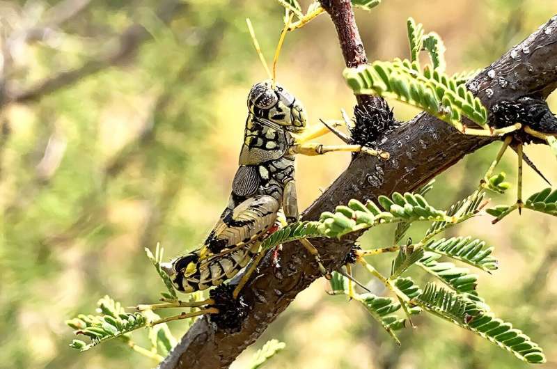 Scientist discovers 16 new grasshopper species