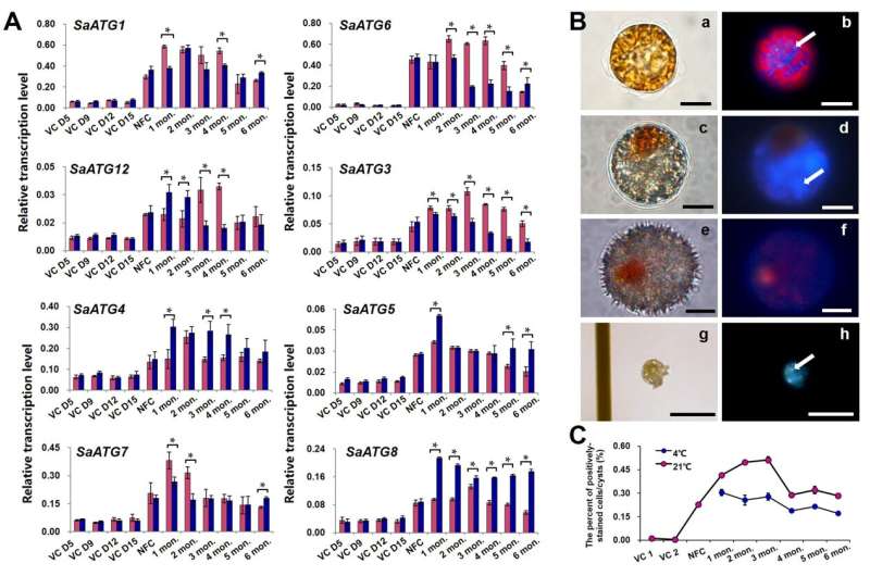 Scientists elucidate molecular mechanisms behind dinoflagellate cyst dormancy