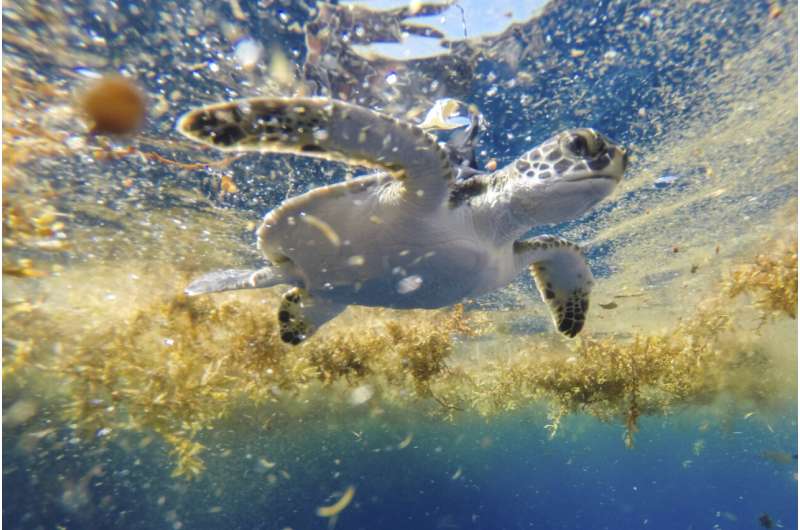 Scientists solve the mystery of sea turtles’ ‘lost years’