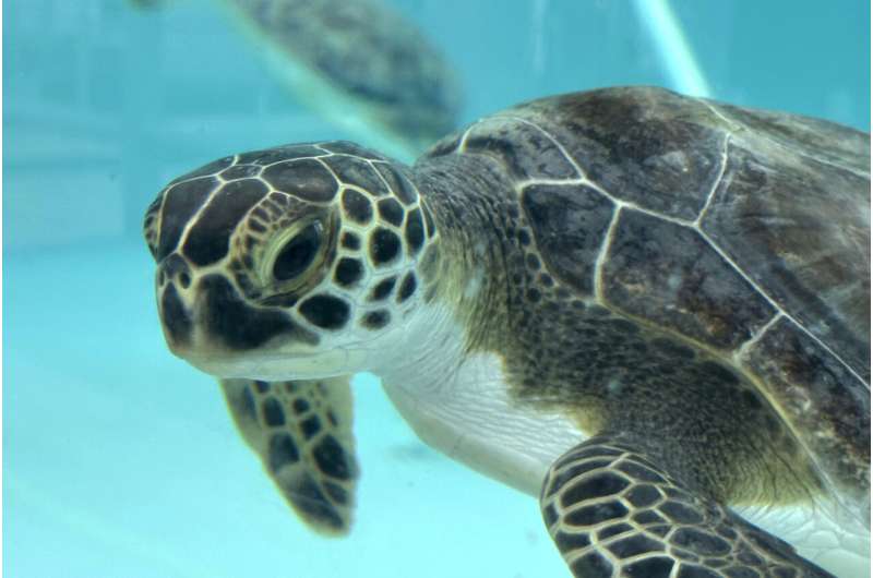 Sea turtles return to the Atlantic Ocean off Florida after being stunned by the cold