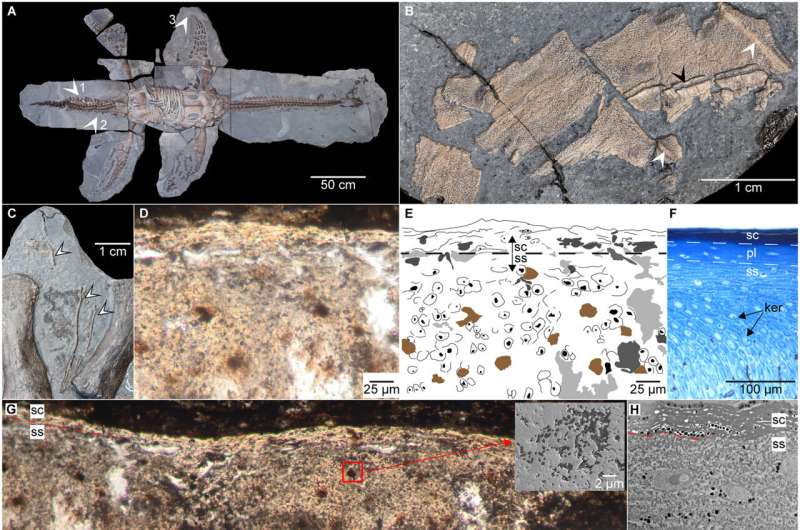 Soft tissue of a plesiosaur reveals it had scales similar to those of sea turtles