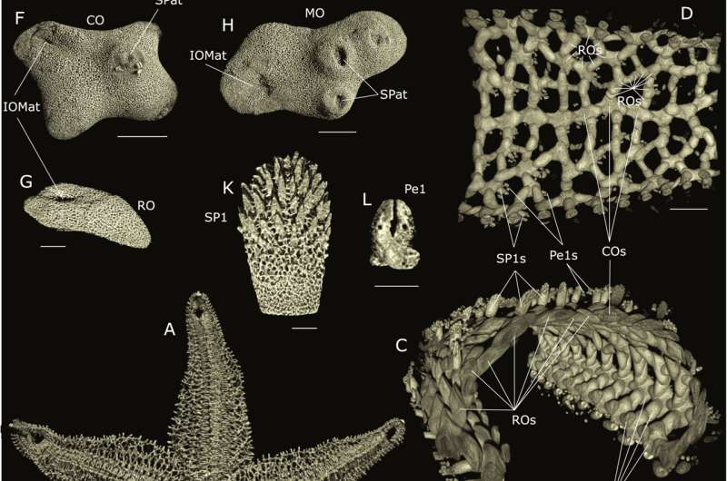 Starfish skeletons provide key insights into bone evolution