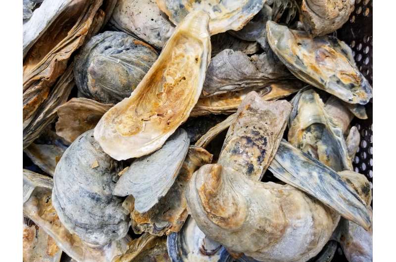 Study highlights successes of Virginia’s oyster restoration efforts