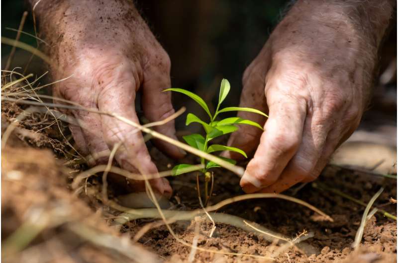 Hong Kong scientists fight to save fragrant incense trees