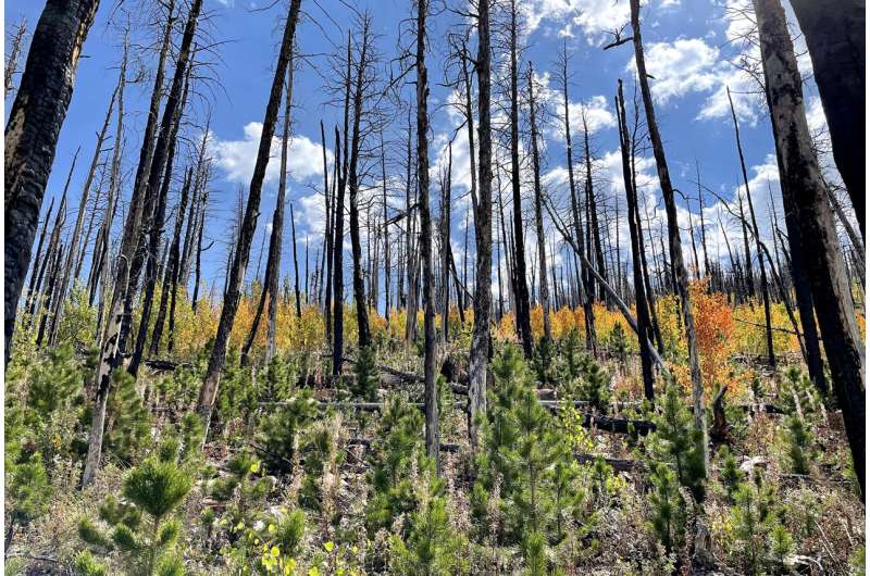 Climate change outpaces tree migration, human intervention may be needed: Study