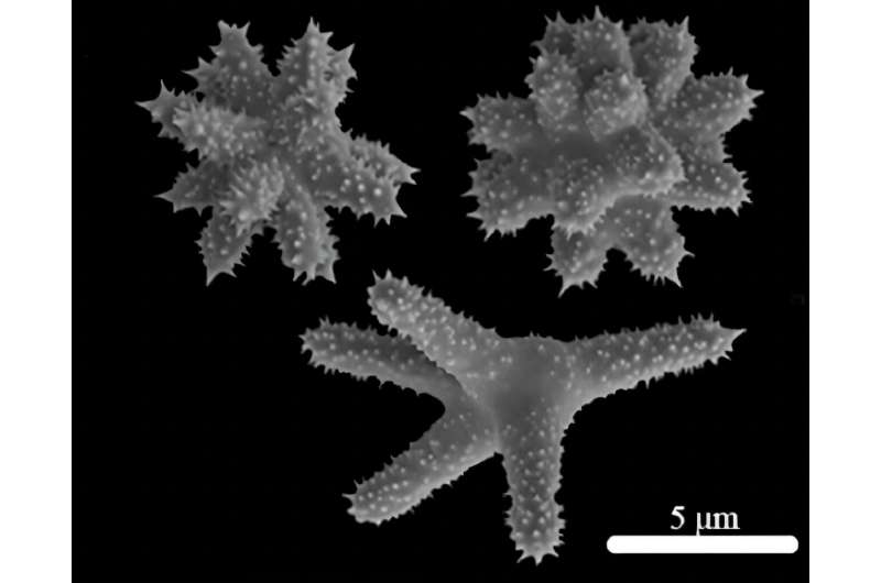 10 new sponge species discovered in Hawaii’s Kāne’ohe Bay