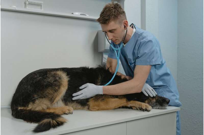 Veterinary trainees benefit from embedded counseling, new study reveals