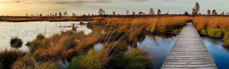 Constructed wetlands’ carbon capture declines with age, study finds