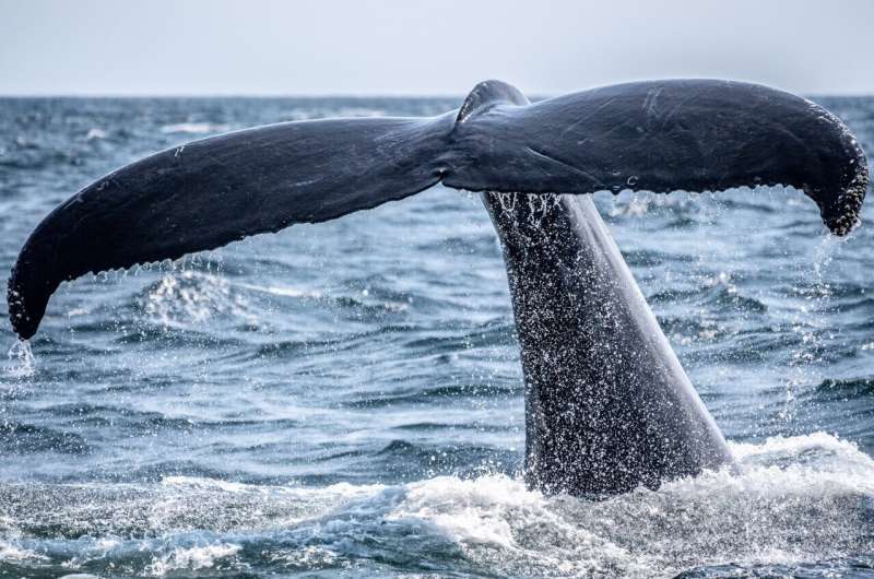 Underwater mics and machine learning aid right whale conservation